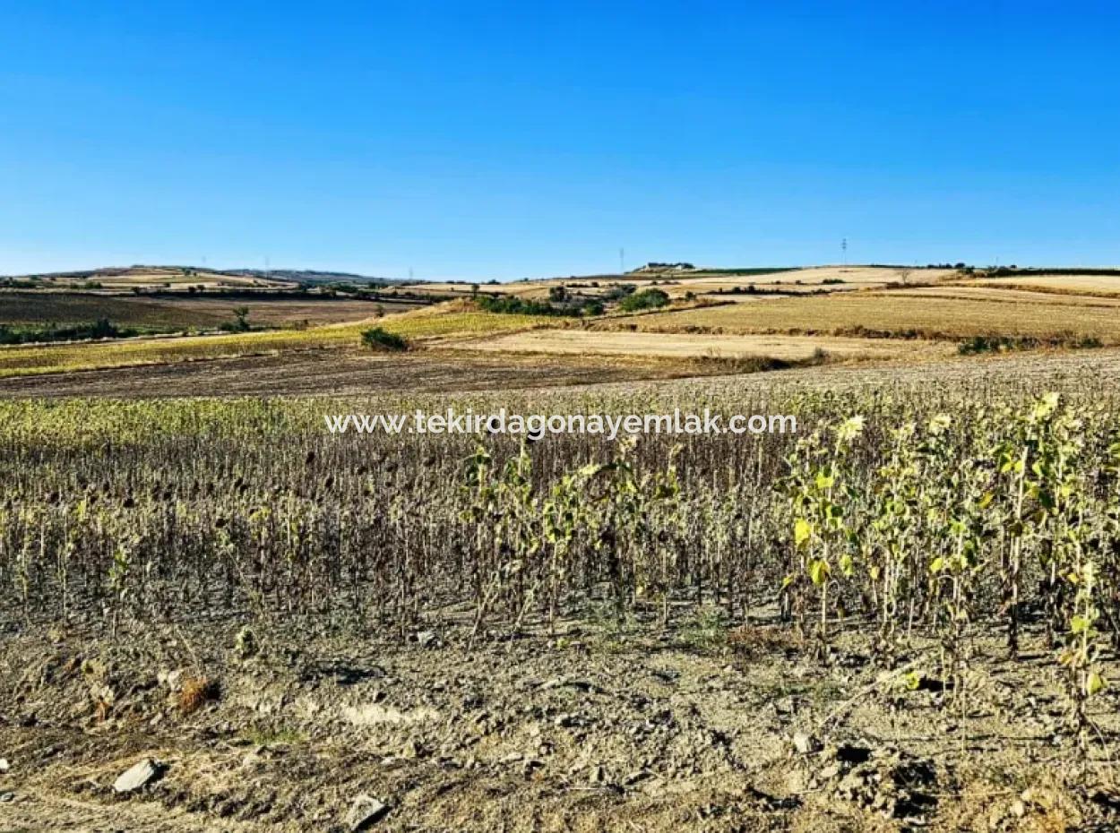 Asyaport Limanı Mevcut İmara Çok Yakın Acil Satılık 17.350 M2 Kelepir Yatırımlık Kupon Tarla
