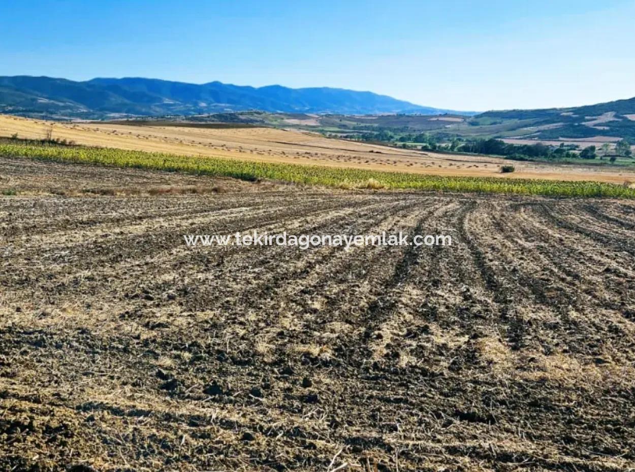 Asyaport Limanı Mevcut İmara Çok Yakın Acil Satılık 17.350 M2 Kelepir Yatırımlık Kupon Tarla