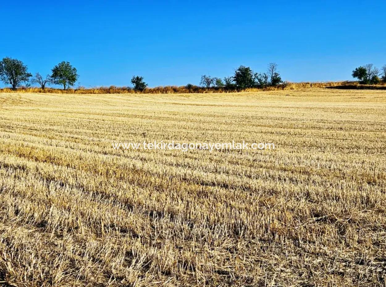 Asyaport Limanı Mevcut İmara Yakın 16.100 Acil Satılık Yatırımlık Kelepir Kupon Tarla