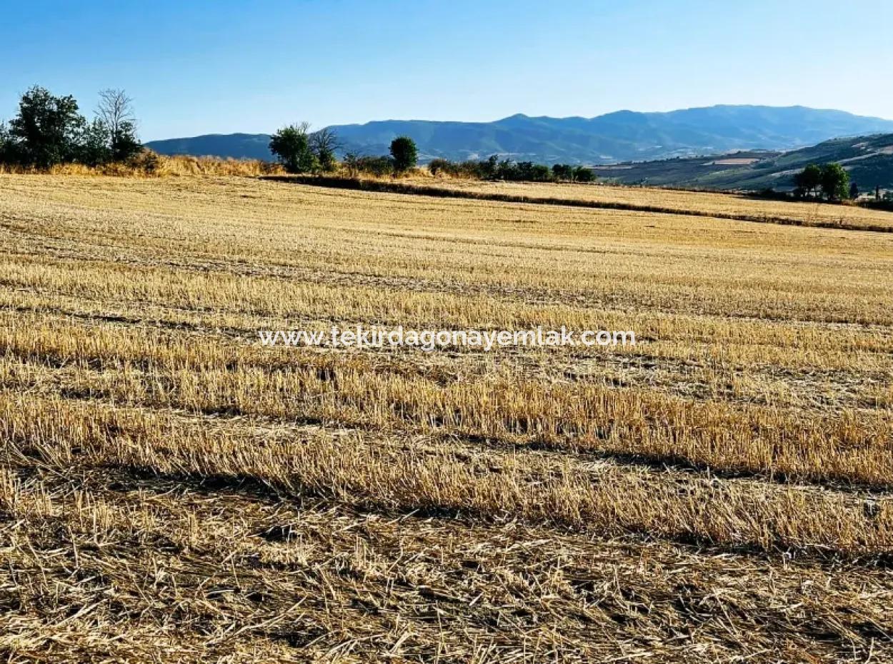Asyaport Limanı Mevcut İmara Yakın 16.100 Acil Satılık Yatırımlık Kelepir Kupon Tarla