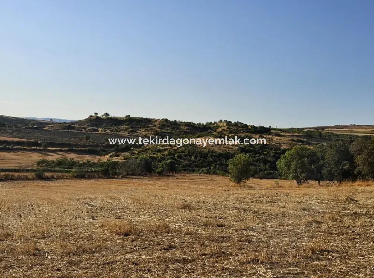 Asyaport Limanı Mevcut İmara Yakın 16.100 Acil Satılık Yatırımlık Kelepir Kupon Tarla