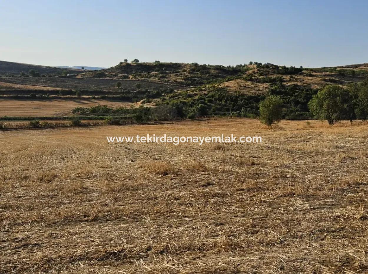 Asyaport Limanı Mevcut İmara Yakın 16.100 Acil Satılık Yatırımlık Kelepir Kupon Tarla