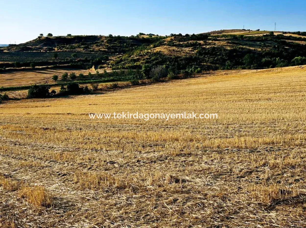 Asyaport Limanı Mevcut İmara Yakın 16.100 Acil Satılık Yatırımlık Kelepir Kupon Tarla