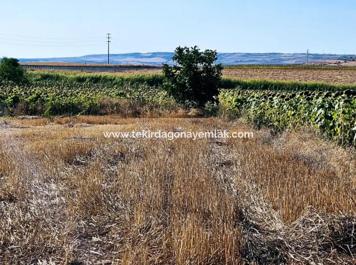 Asyaport Limanı Mevcut İmar Planı İçinde ( Ticari & Sanai ) Alanı Yatırımlık Kupon 8.100 M2 Tarla