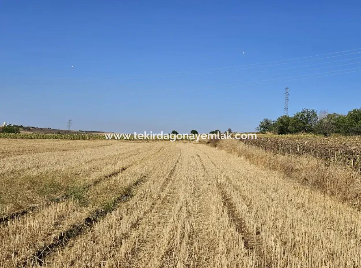 Asyaport Limanı Mevcut İmar Planı İçinde ( Ticari & Sanai ) Alanı Yatırımlık Kupon 8.100 M2 Tarla