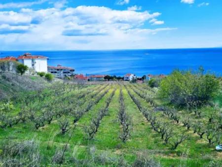 Tekirdağ Barbarosta Acil Satılık 45 Dairelik Kooparetif Site Yapımına Uygun Full Deniz Manzaralı Konut İmarlı Arazi