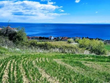 Tekirdağ Barbarosta Acil Satılık 45 Dairelik Kooparetif Site Yapımına Uygun Full Deniz Manzaralı Konut İmarlı Arazi