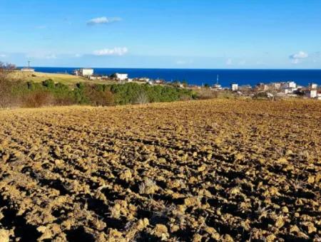 Tekirdağ Barbarosta Acil Satılık Full Deniz Manzaralı Konut İmarlı Tarla