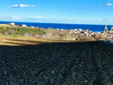 Tekirdağ Barbarosta Acil Satılık Full Deniz Manzaralı Konut İmarlı Tarla