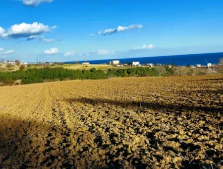 Tekirdağ Barbarosta Acil Satılık Full Deniz Manzaralı Konut İmarlı Tarla