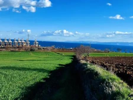 Tekirdağ Barbaros Asyaport Limanına Yakın 17 980 M2 Satılık Tarla