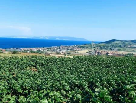 Tekirdağ Barbaros'ta Bulunan 17,980 M2 Arsa, Asyaport Liman Yolu'na Cepheli Konumdadır.