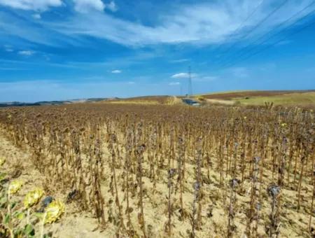 Tekirdağ Çanakçı Mahallesinde Yaz Kış Açık Yol Avantajıyla 10.500 M2 Yatırımlık Tarla! Ailece Piknik, Bağcılık Ve Hobi Bahçesi İçin Harika Fırsat