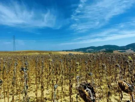 Tekirdağ Çanakçı Mahallesinde Yaz Kış Açık Yol Avantajıyla 10.500 M2 Yatırımlık Tarla! Ailece Piknik, Bağcılık Ve Hobi Bahçesi İçin Harika Fırsat