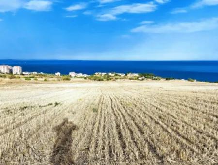 Tekirdağ Barbaros'ta Acil Satılık Full Deniz Ve Doğa Manzaralı Arsa