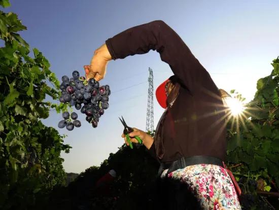 Tekirdağ Süleymanpaşa İlçesi