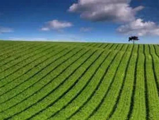  Tekirdağ Süleymanpaşa  Avşar Mahallesi